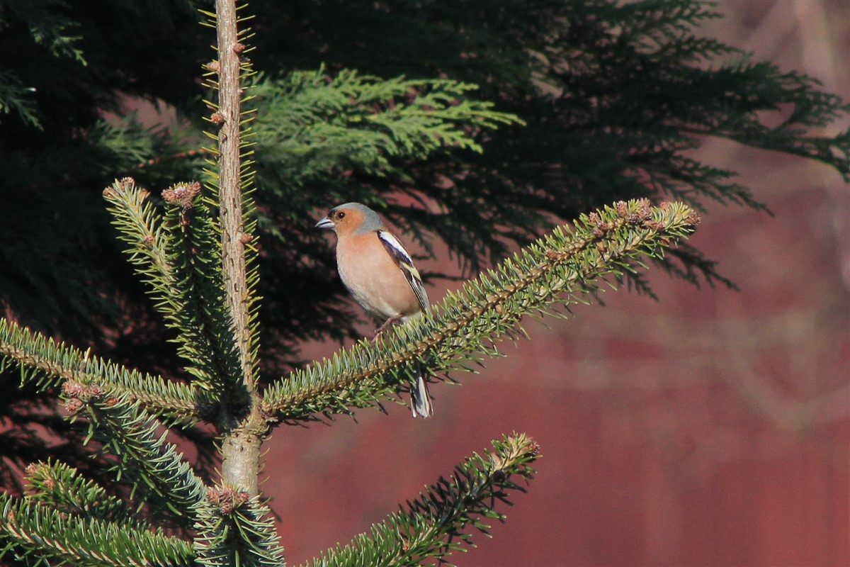 Common Chaffinch - Salih MALAKCIOGLU