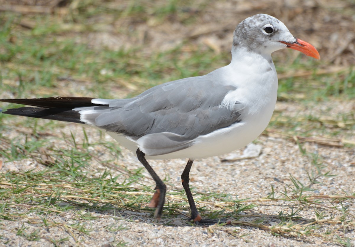 Laughing Gull - ML32161261