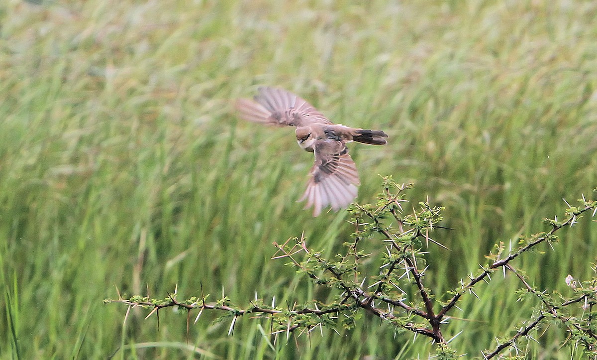 Marico Flycatcher - Soeren Andersen