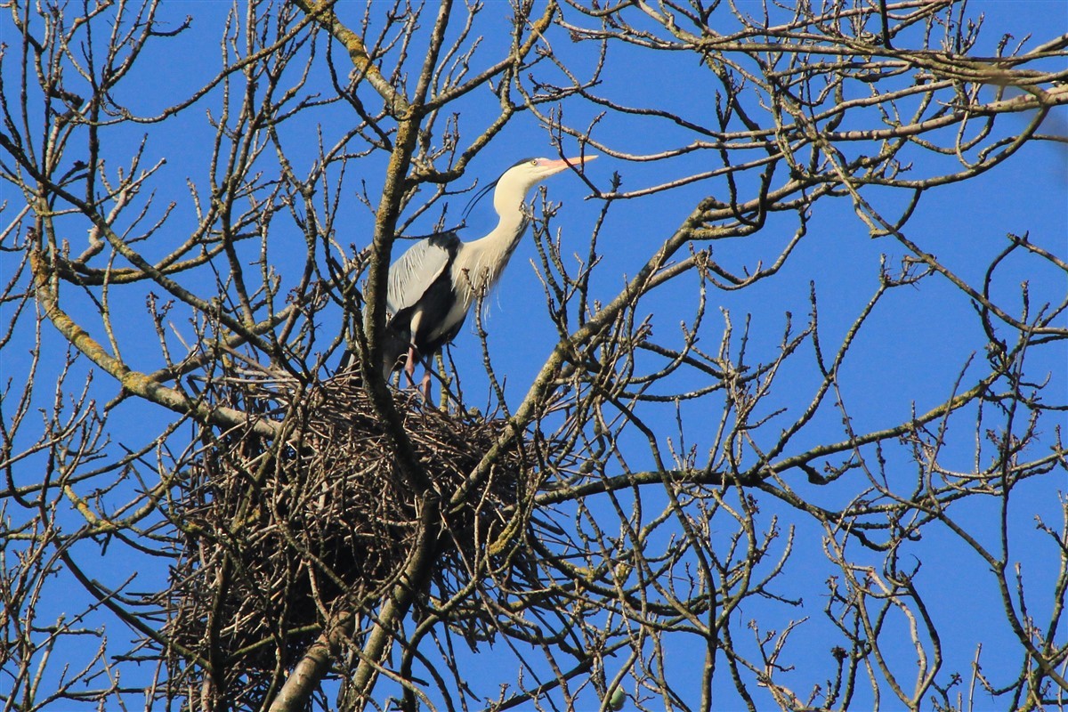 Gray Heron - ML321612711