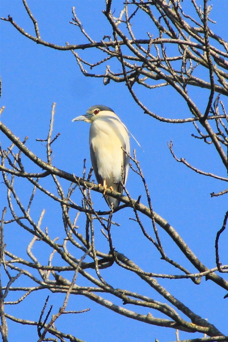 Black-crowned Night Heron - ML321613151