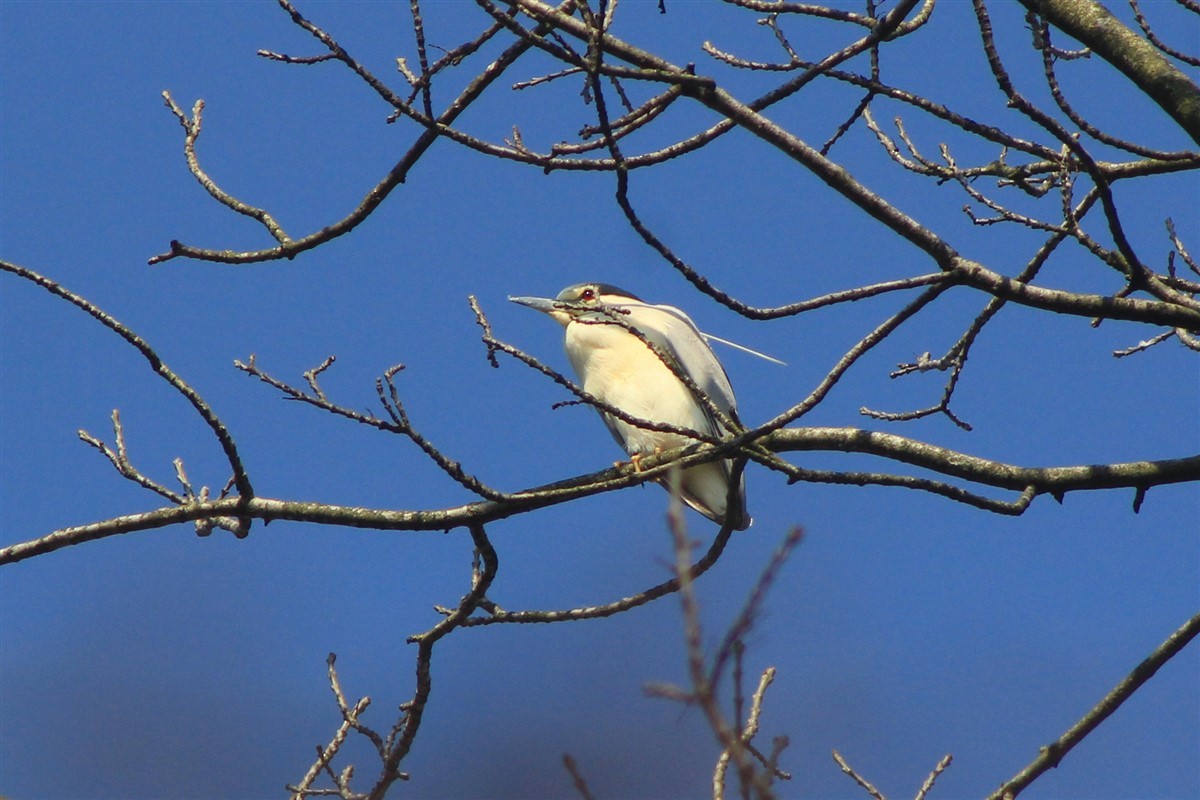 Black-crowned Night Heron - ML321613191