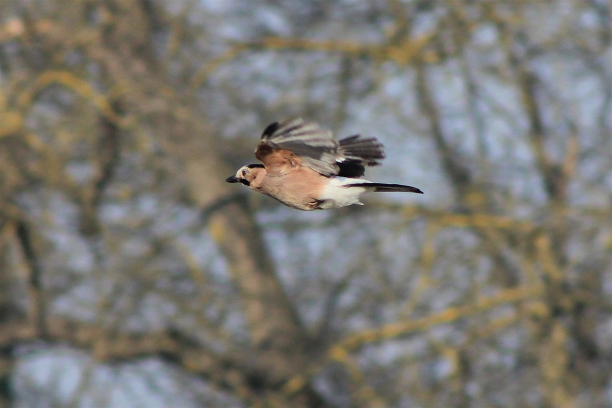 Eurasian Jay - Salih MALAKCIOGLU