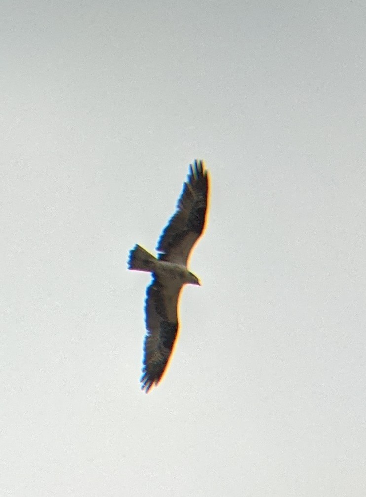 Osprey - ML321614251