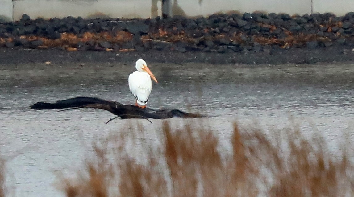 American White Pelican - ML321616391