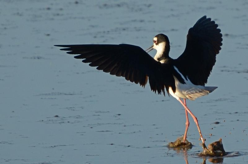 Black-necked Stilt - ML321616891