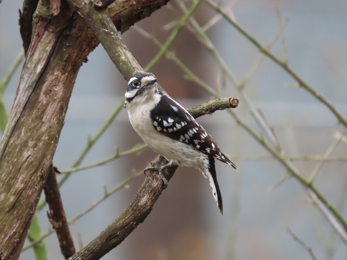 Downy Woodpecker - ML321617801