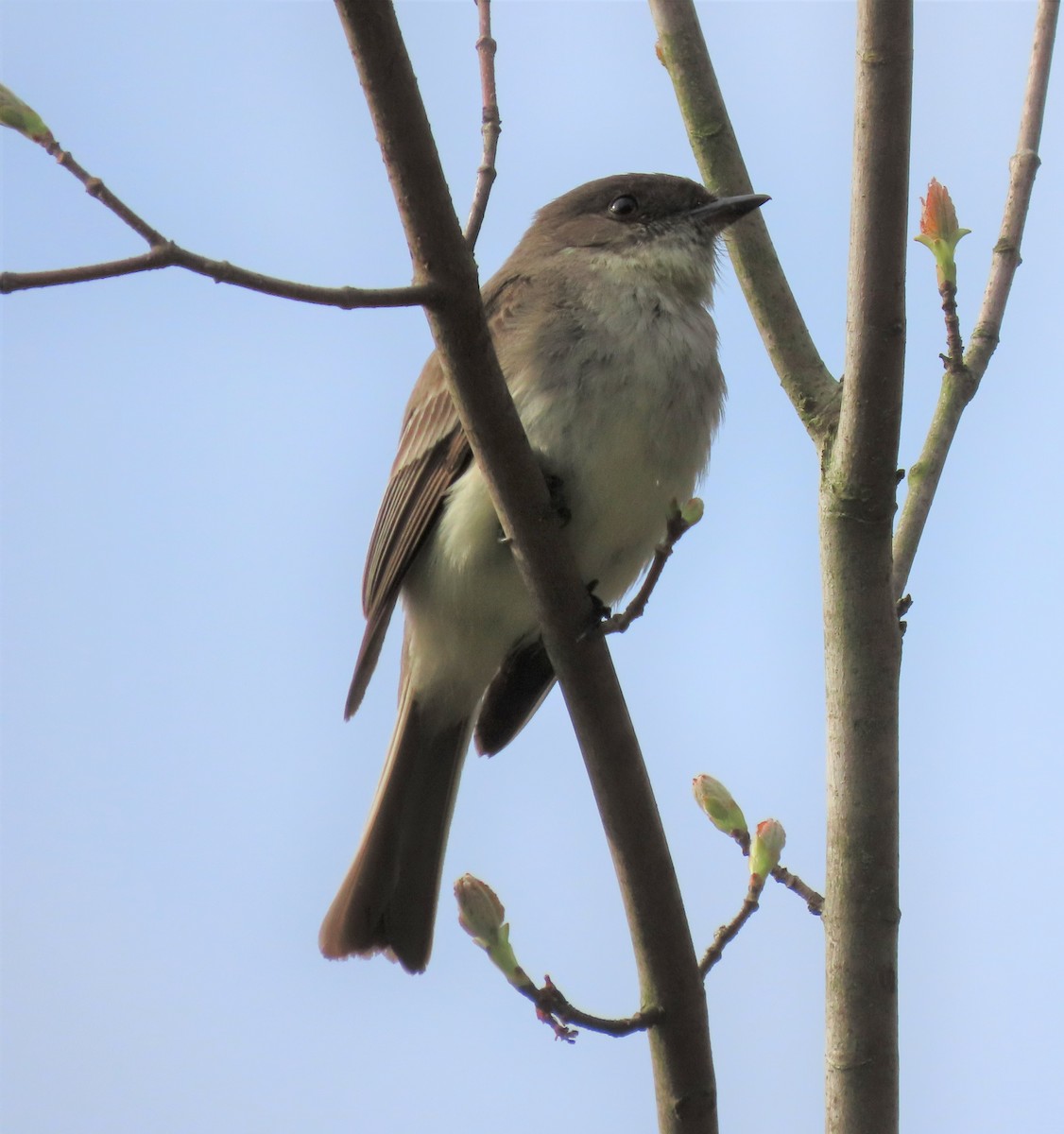 Eastern Phoebe - Lori Arent