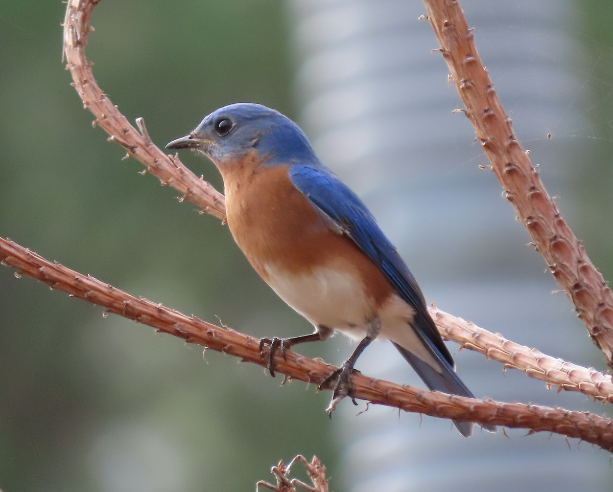 Eastern Bluebird - ML321618091