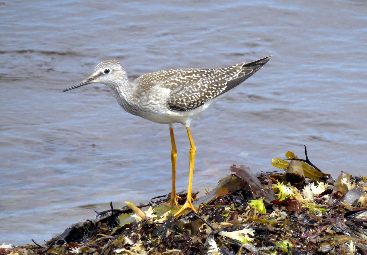 Lesser Yellowlegs - ML32161871