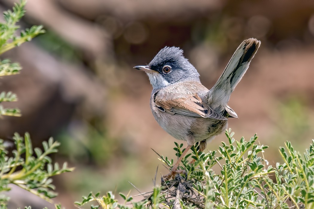 Spectacled Warbler - ML321618831