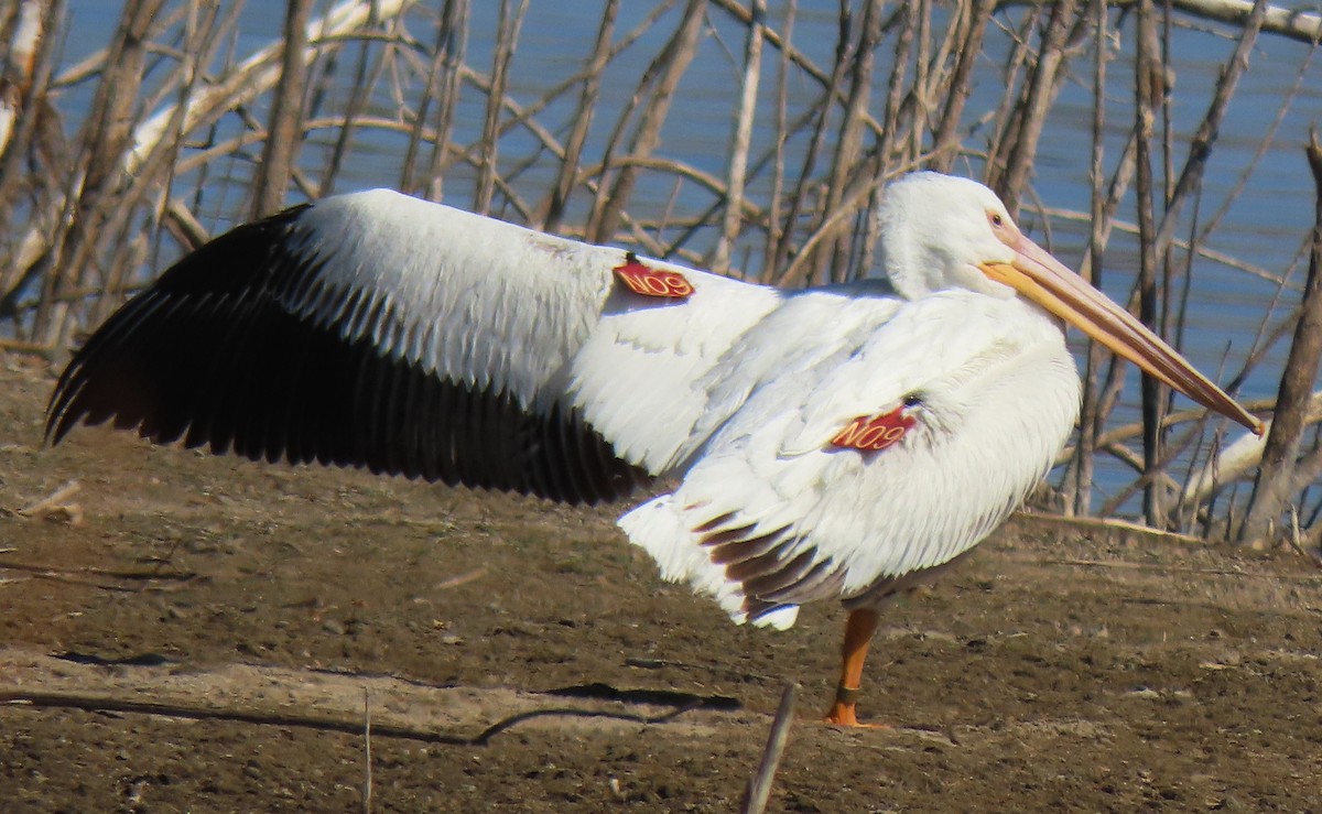 American White Pelican - ML321618891