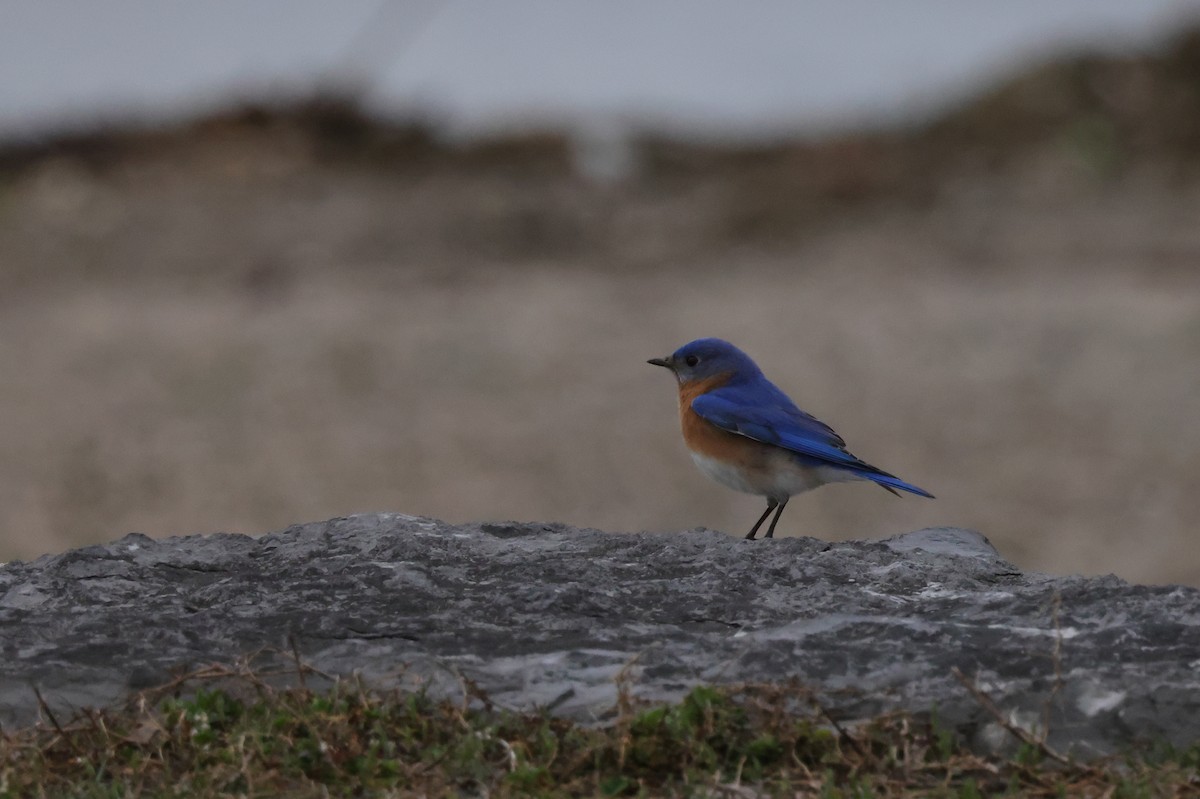 Eastern Bluebird - ML321618951