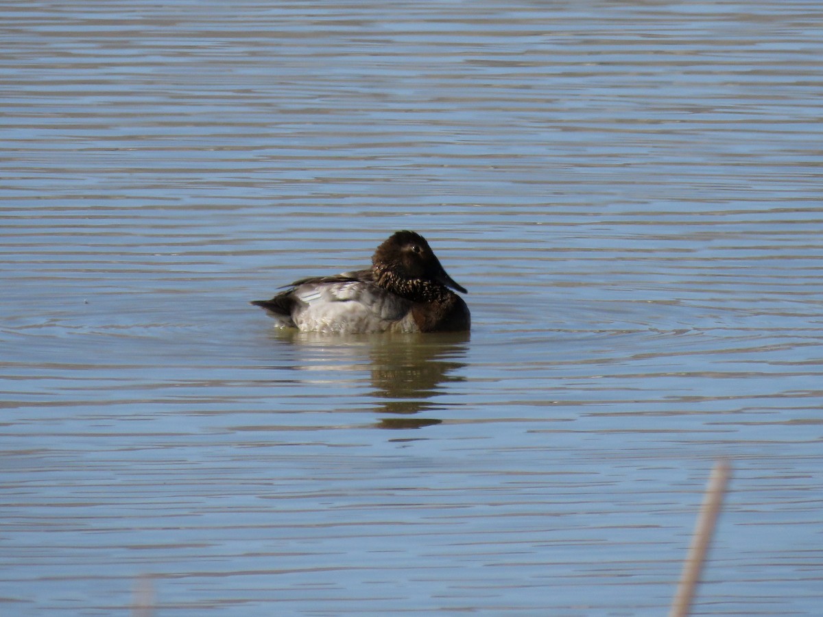 Canvasback - Jane Thompson