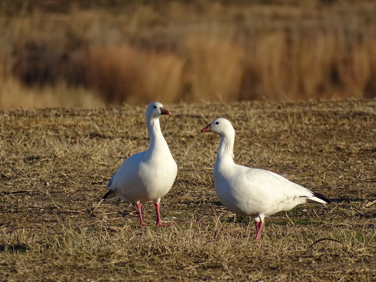 Ross's Goose - ML321619681