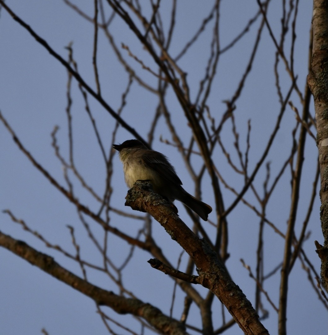 Eastern Phoebe - ML321620261