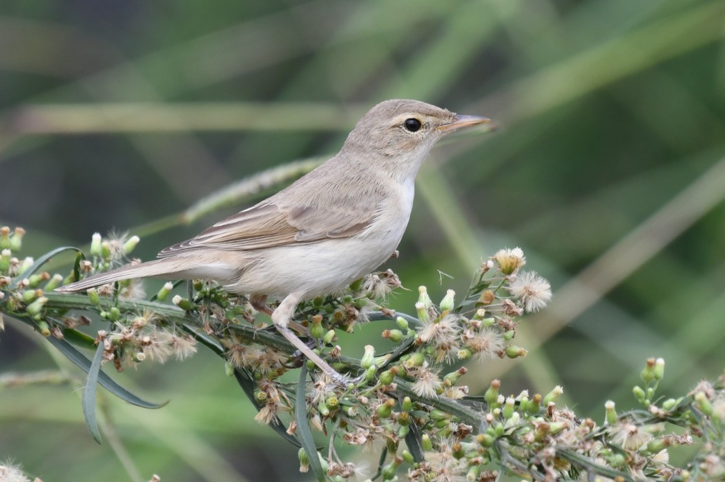 Booted Warbler - ML321622041