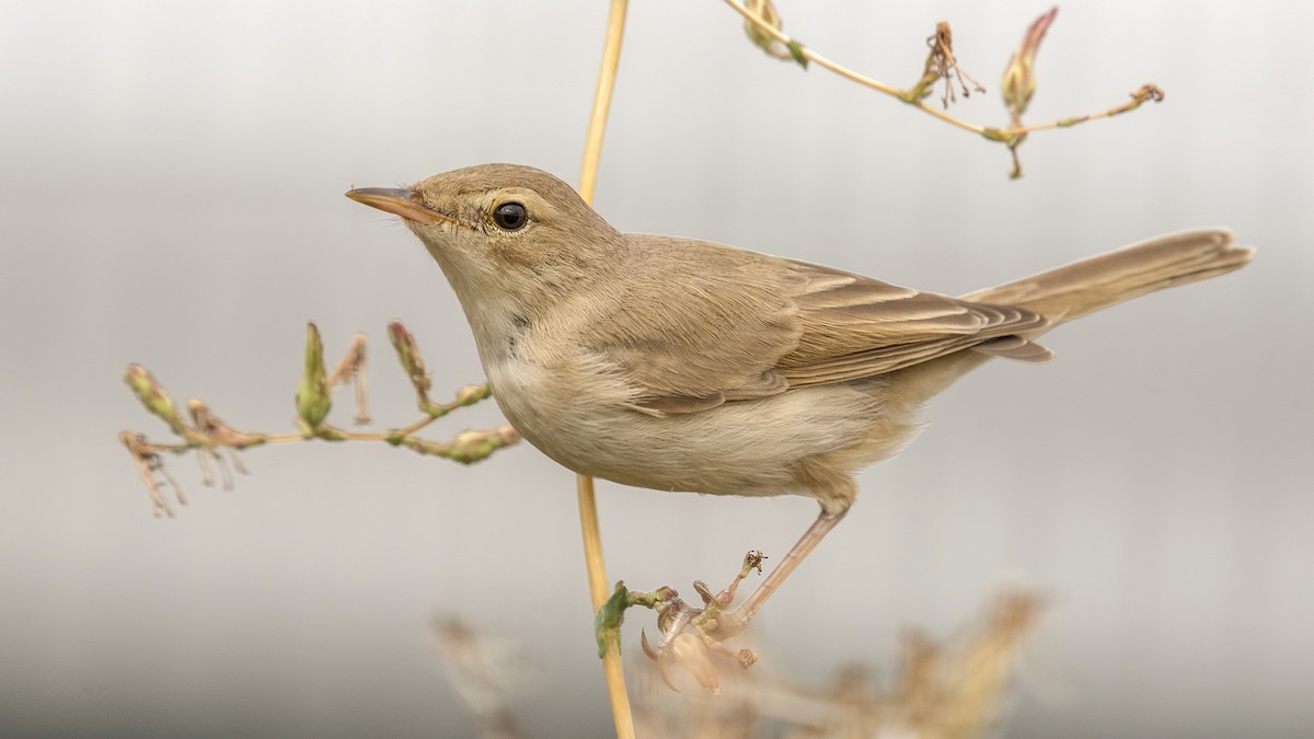 Booted Warbler - ML321622061
