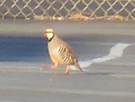 Chukar - ML321622411