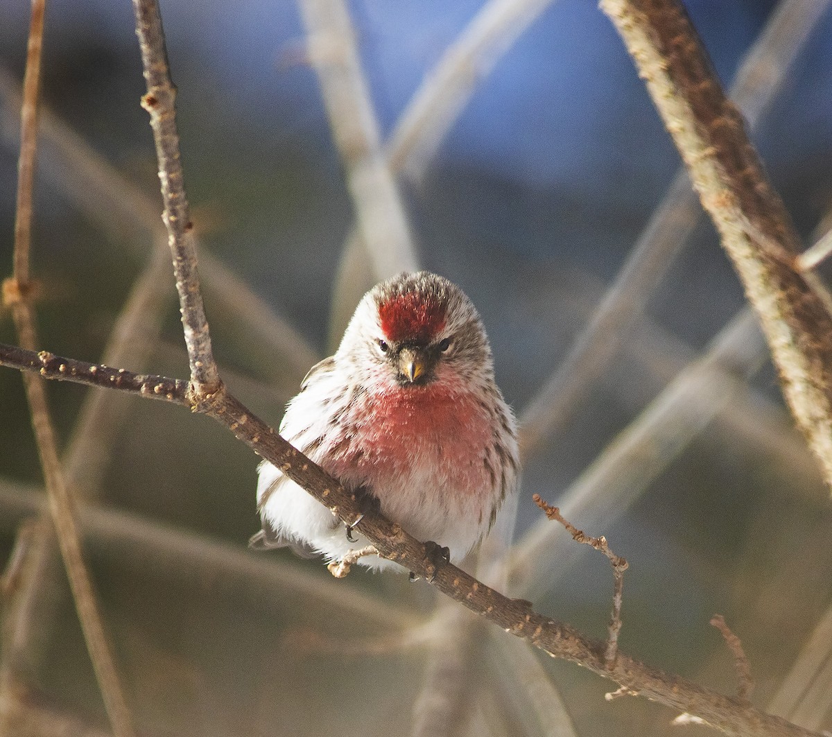 Redpoll (Common) - ML321623441