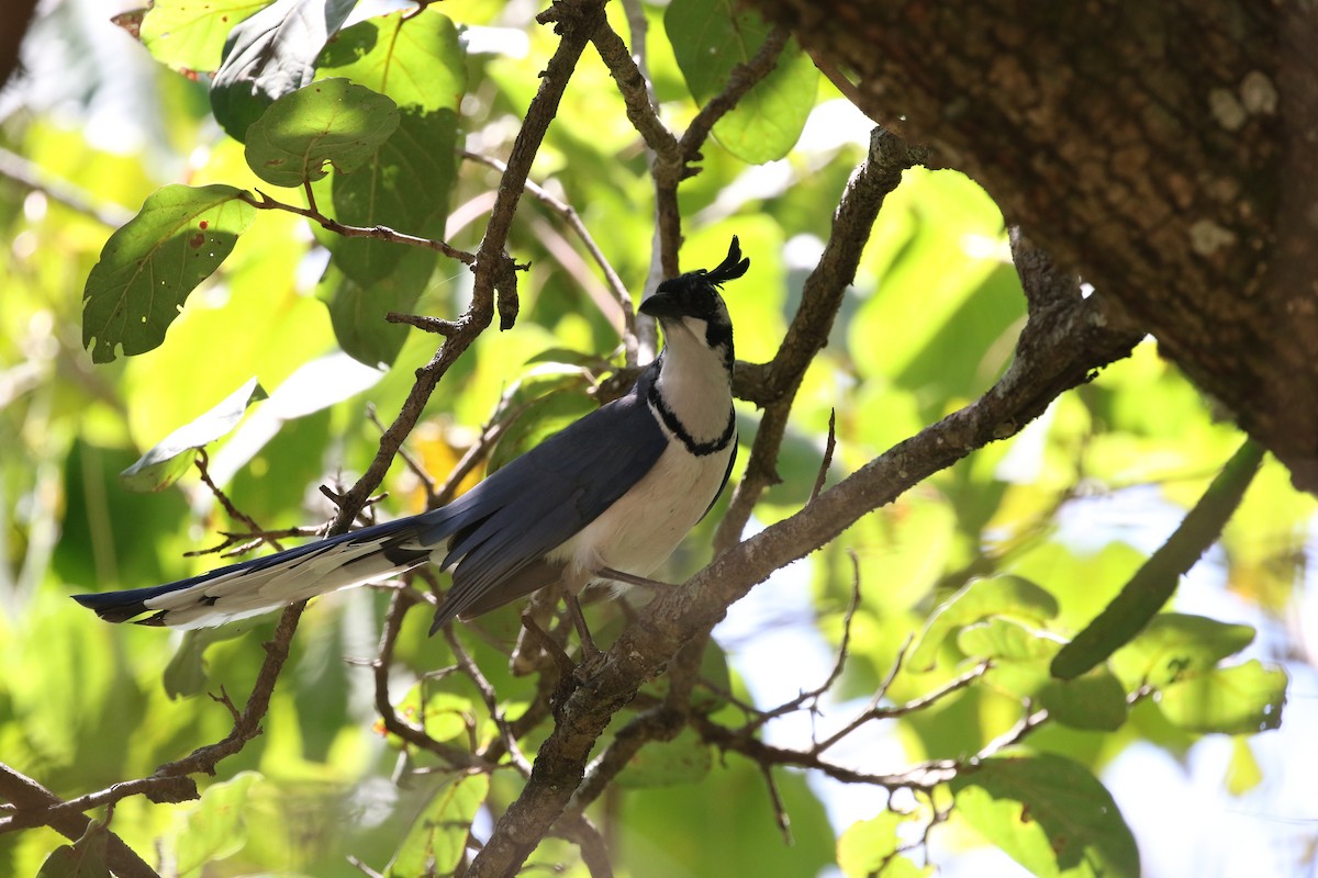 Black-throated x White-throated Magpie-Jay (hybrid) - ML321626621