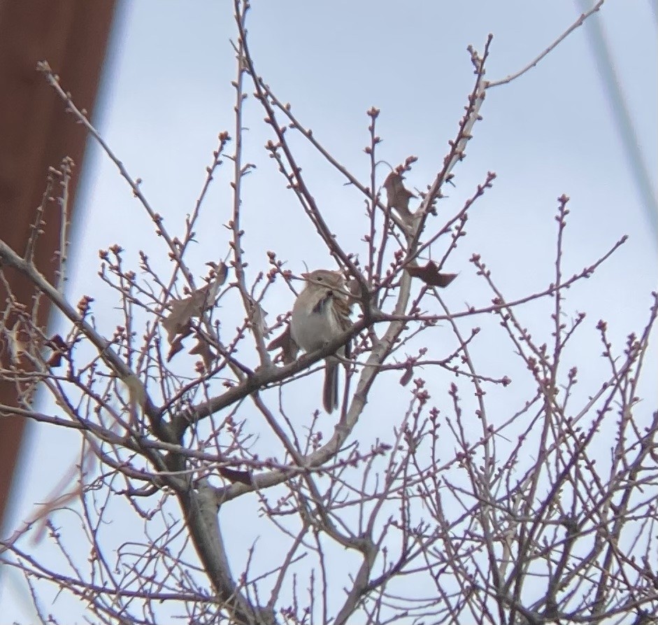 Field Sparrow - ML321626961