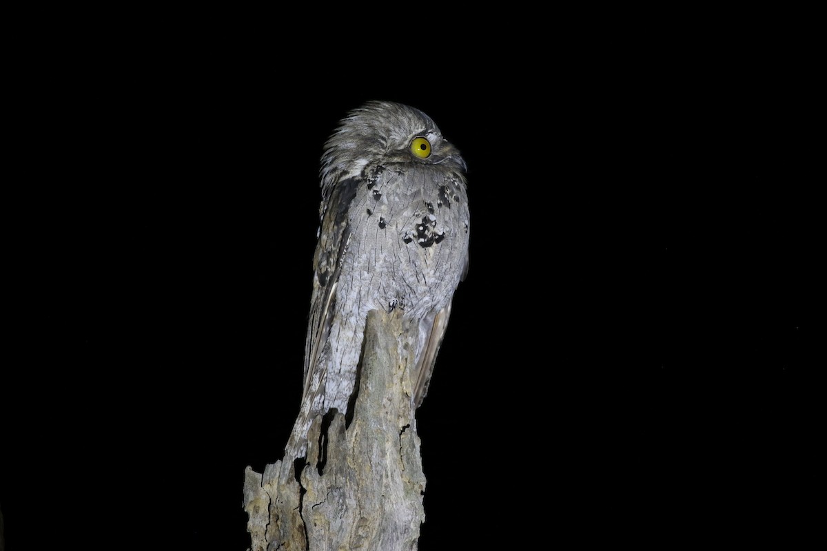 Northern Potoo - ML321628071