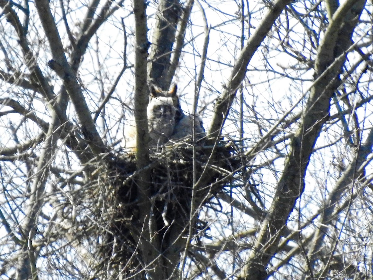 Great Horned Owl - ML321628311
