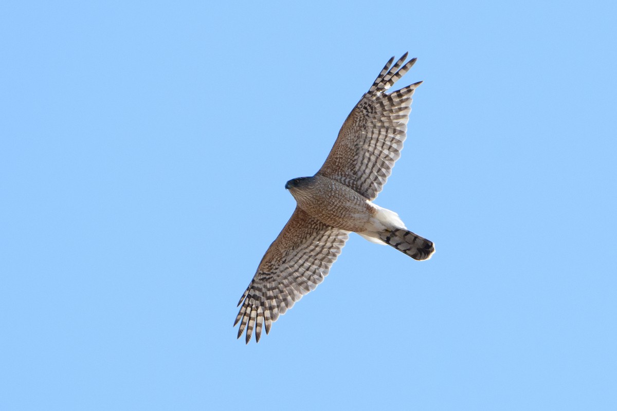 Cooper's Hawk - ML321629331