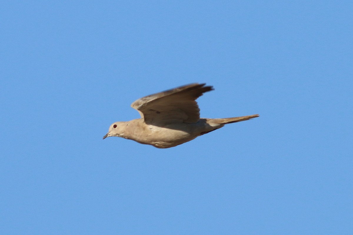 Eurasian Collared-Dove - Alexandre Hespanhol Leitão