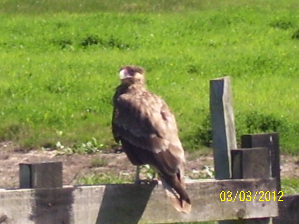 Caracara Carancho (sureño) - ML321635601