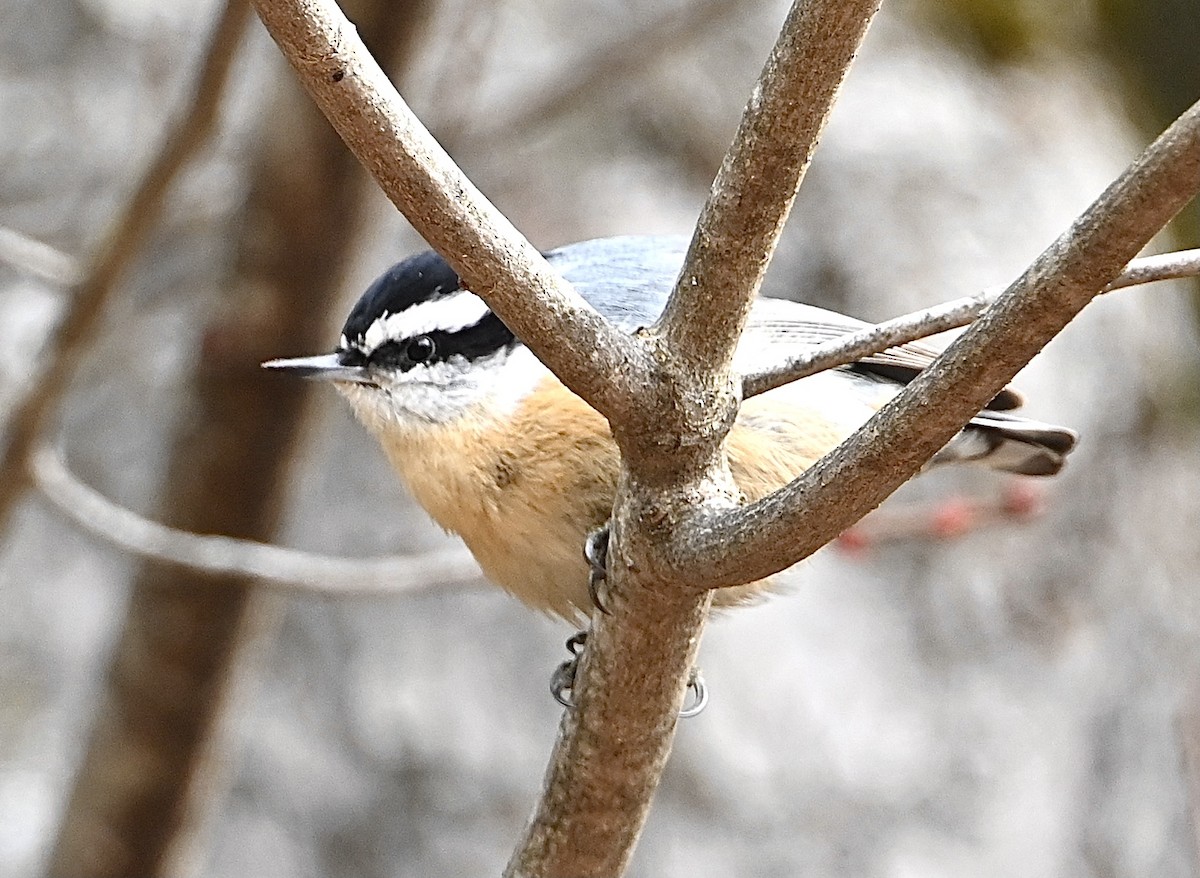 Red-breasted Nuthatch - ML321635761