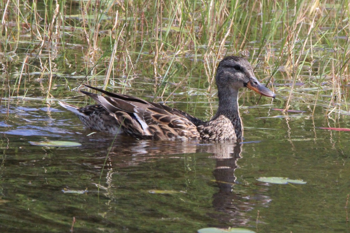 Mallard - Jim de Waal Malefyt