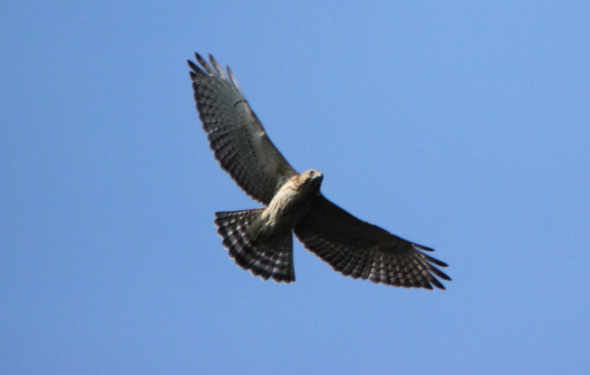 Broad-winged Hawk - ML32164031