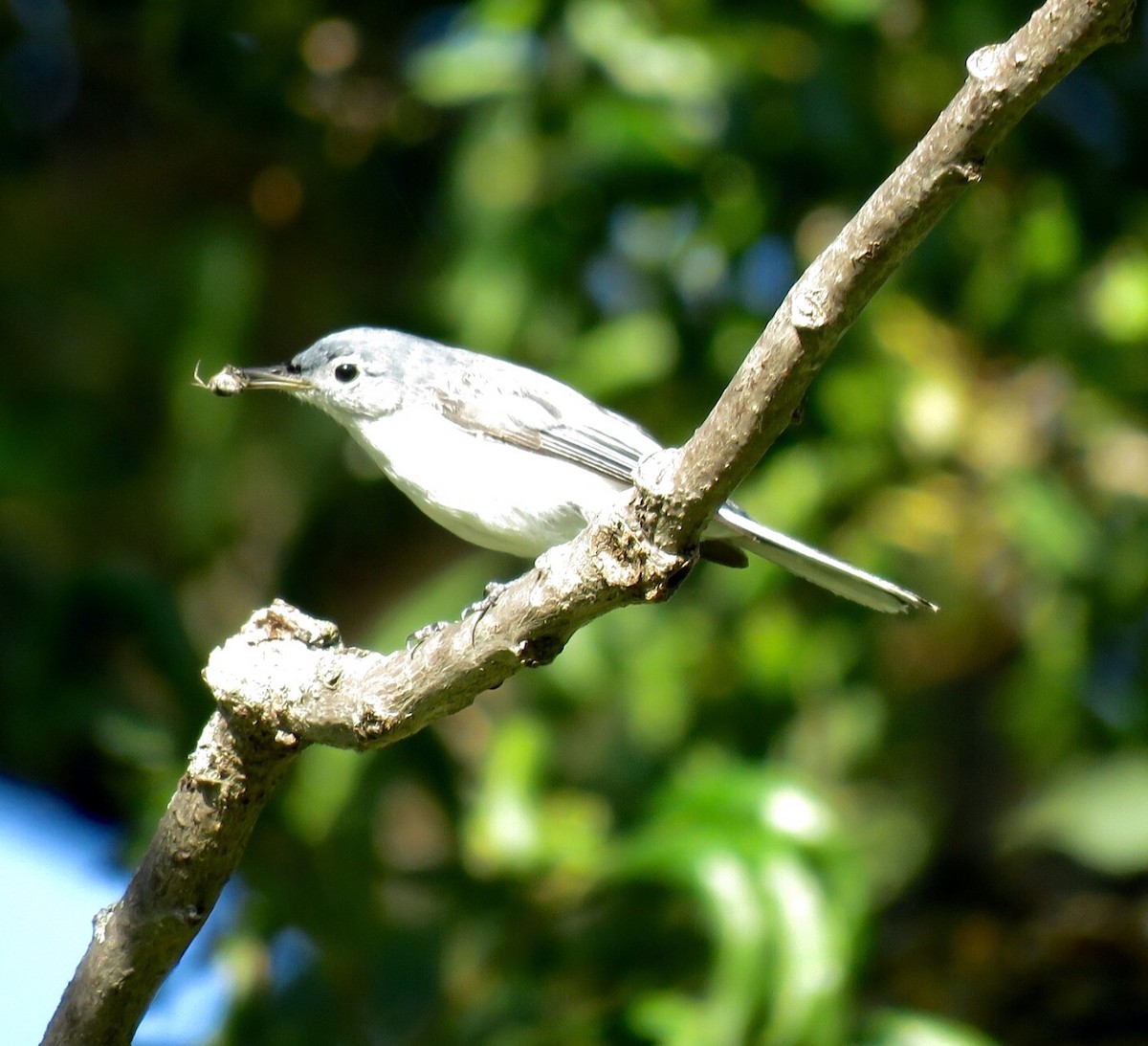 Blue-gray Gnatcatcher - ML32164051