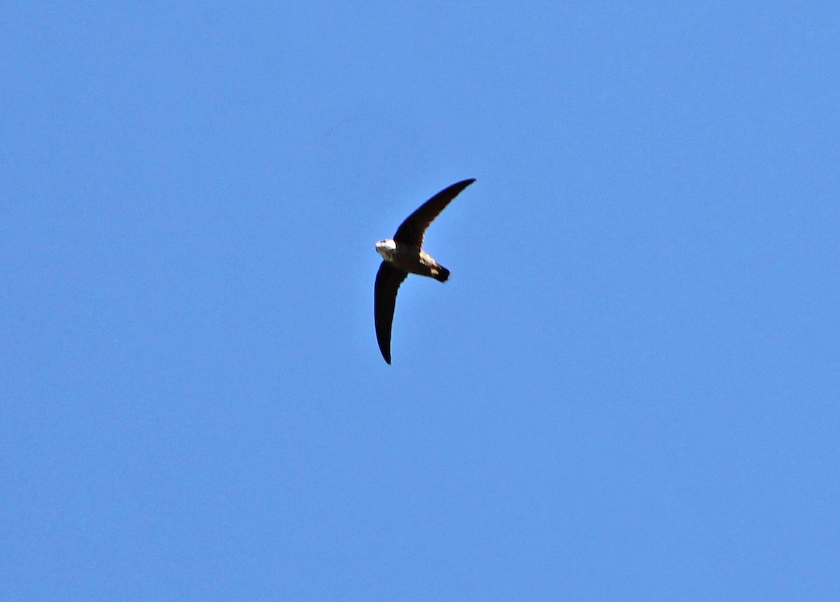 White-throated Swift - ML321641021