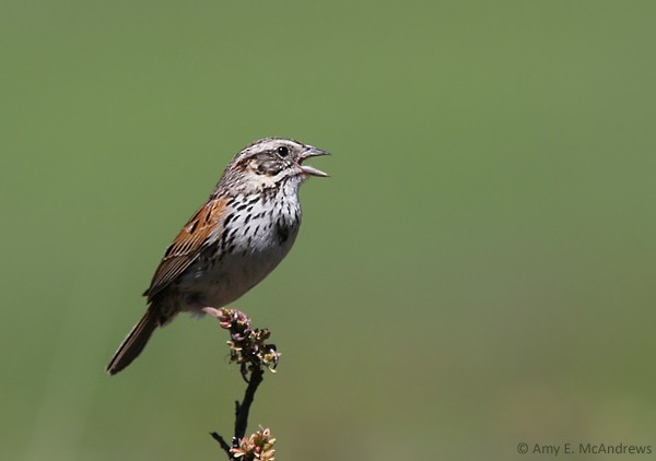 Sierra Madre Sparrow - Amy McAndrews