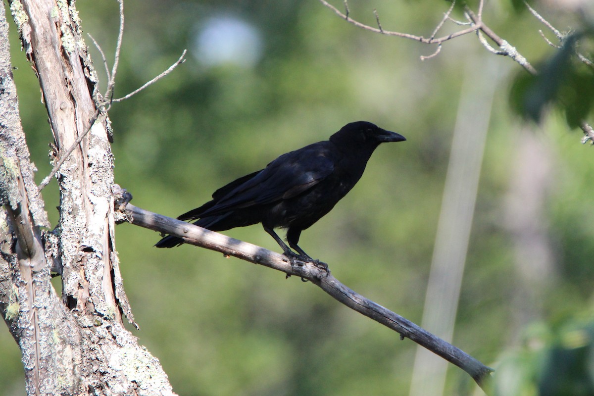 American Crow - ML32164201