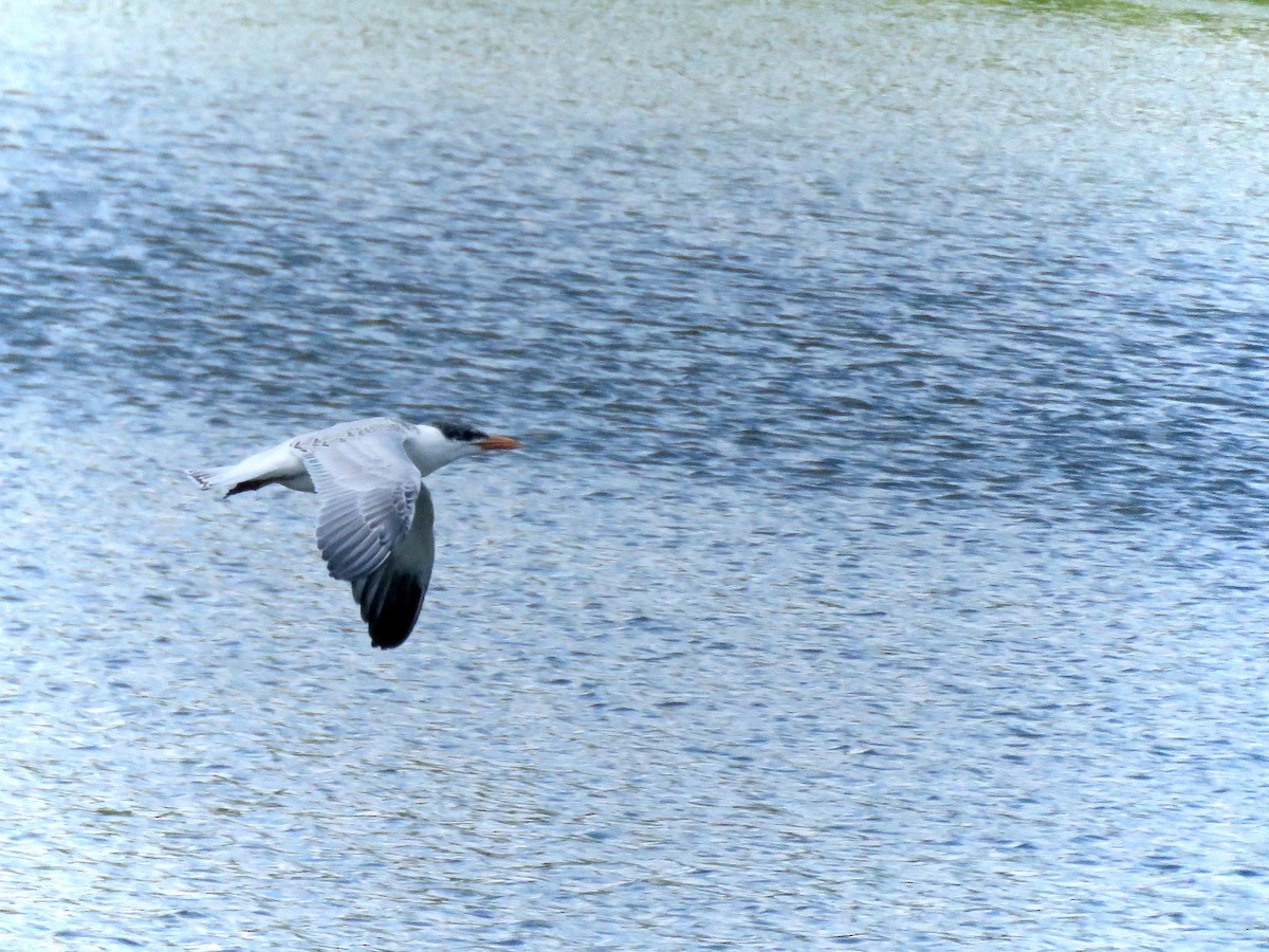 Caspian Tern - Justin Lee