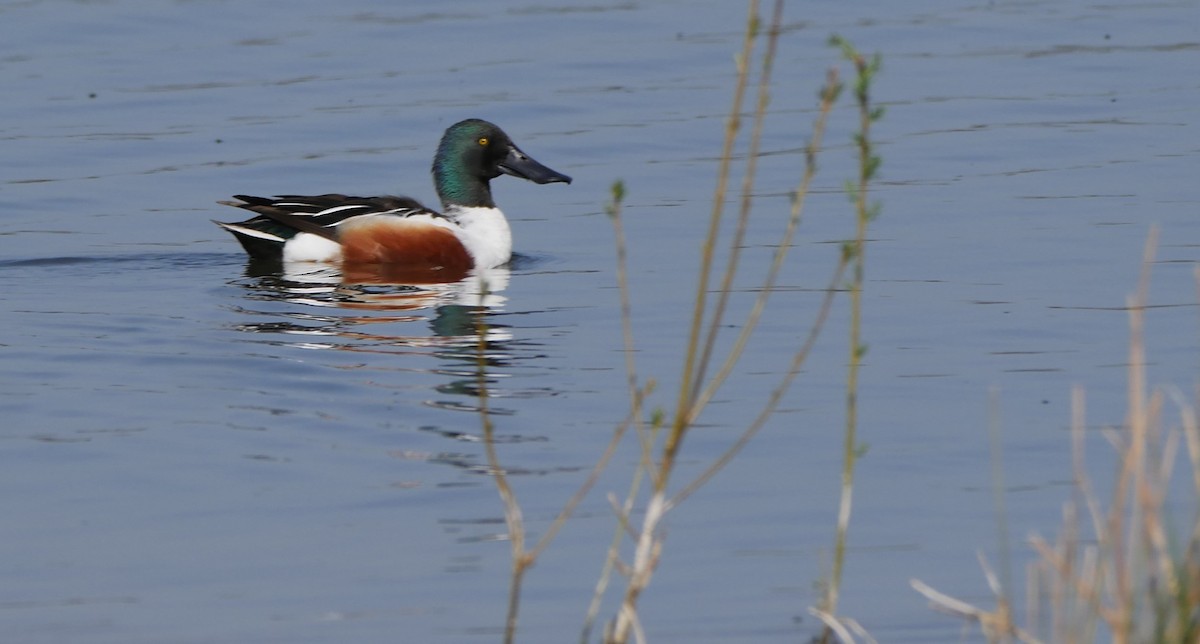 Northern Shoveler - ML321642121