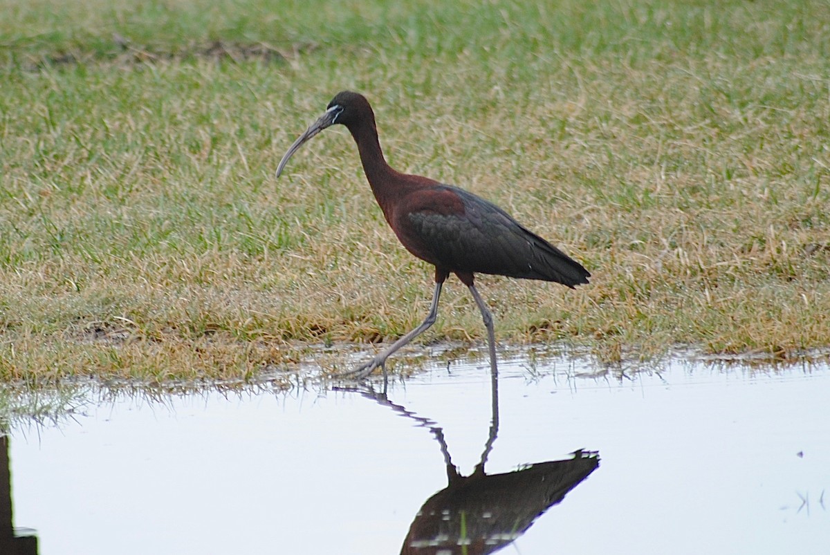 Glossy Ibis - ML321642261