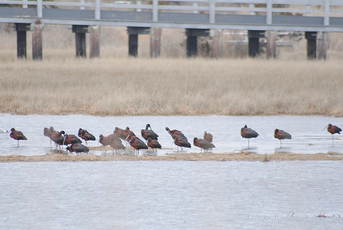 Glossy Ibis - ML321642281