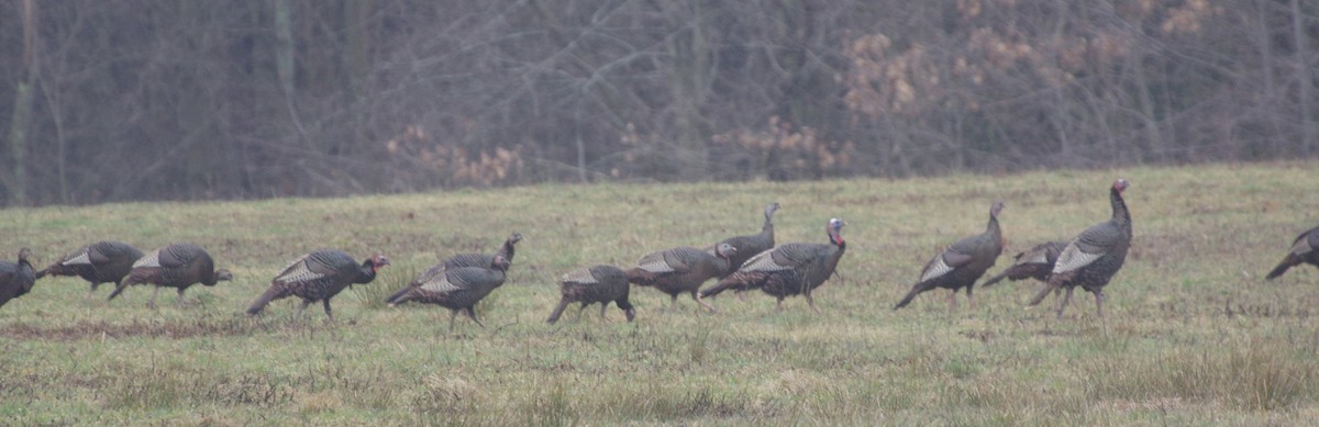 Wild Turkey - ML321642971