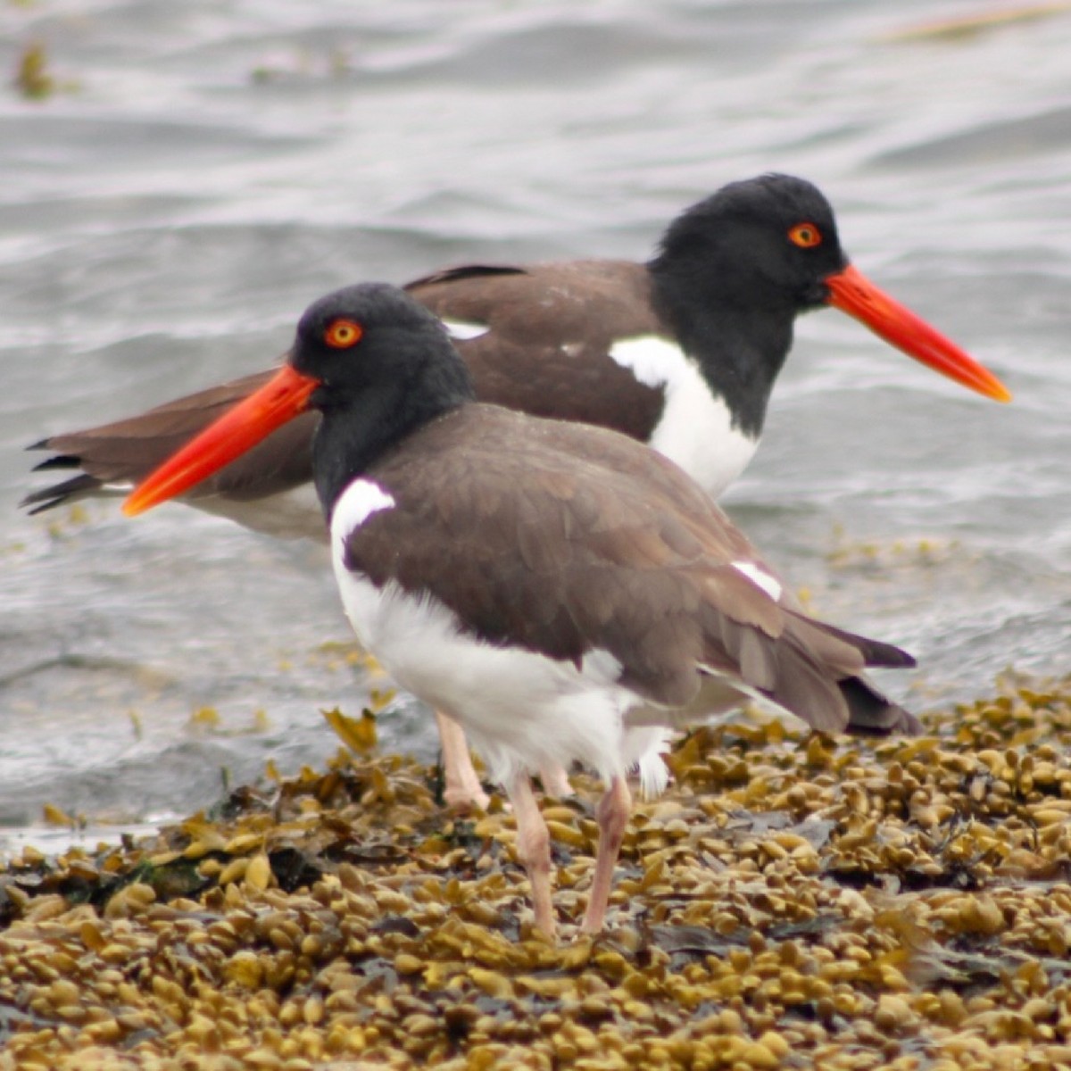 American Oystercatcher - ML321644381