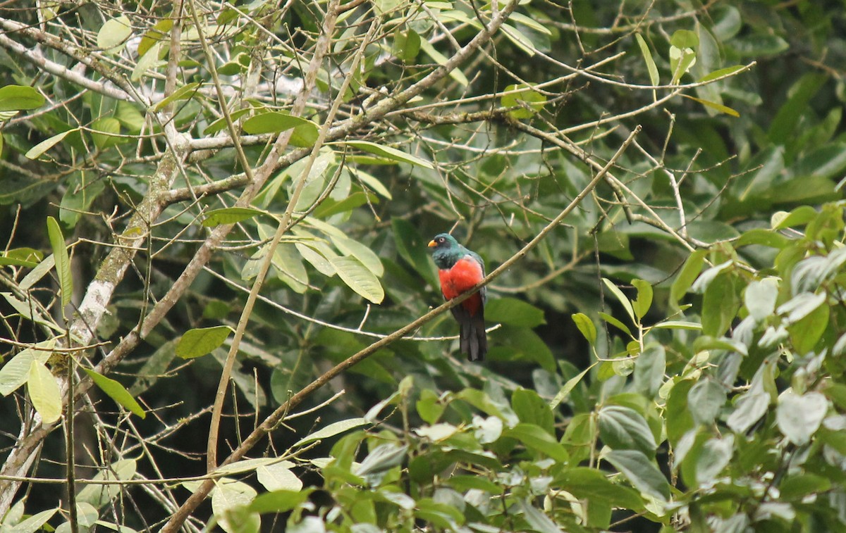 Trogon d'Équateur - ML32164511