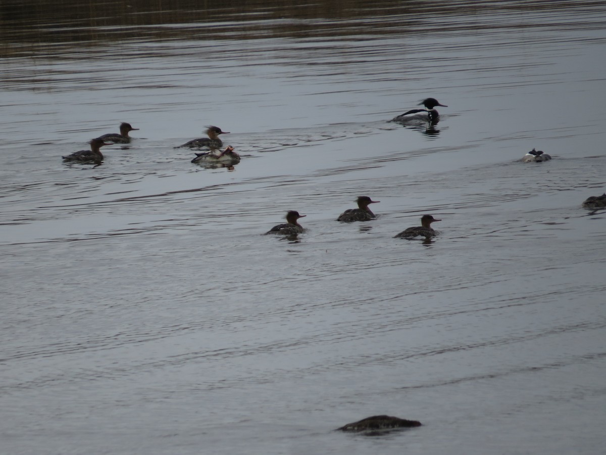 Red-breasted Merganser - ML321645151