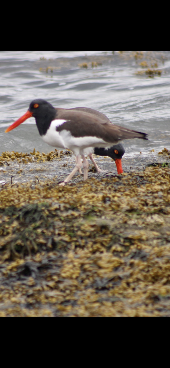 American Oystercatcher - ML321645181