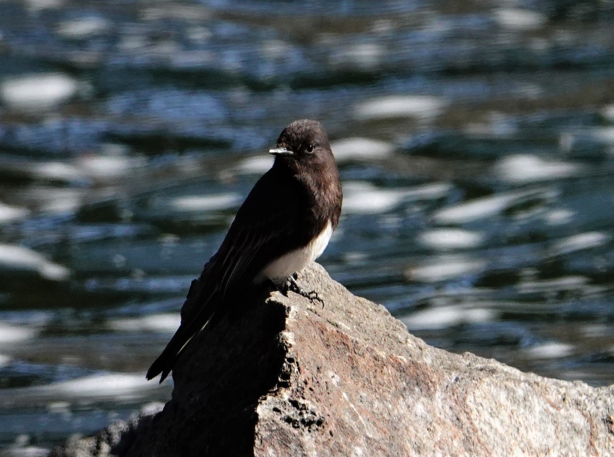 Black Phoebe - ML321645391