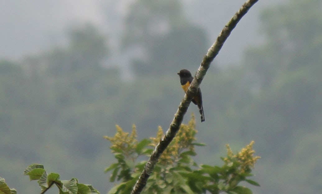 trogon podvazkový - ML32164541