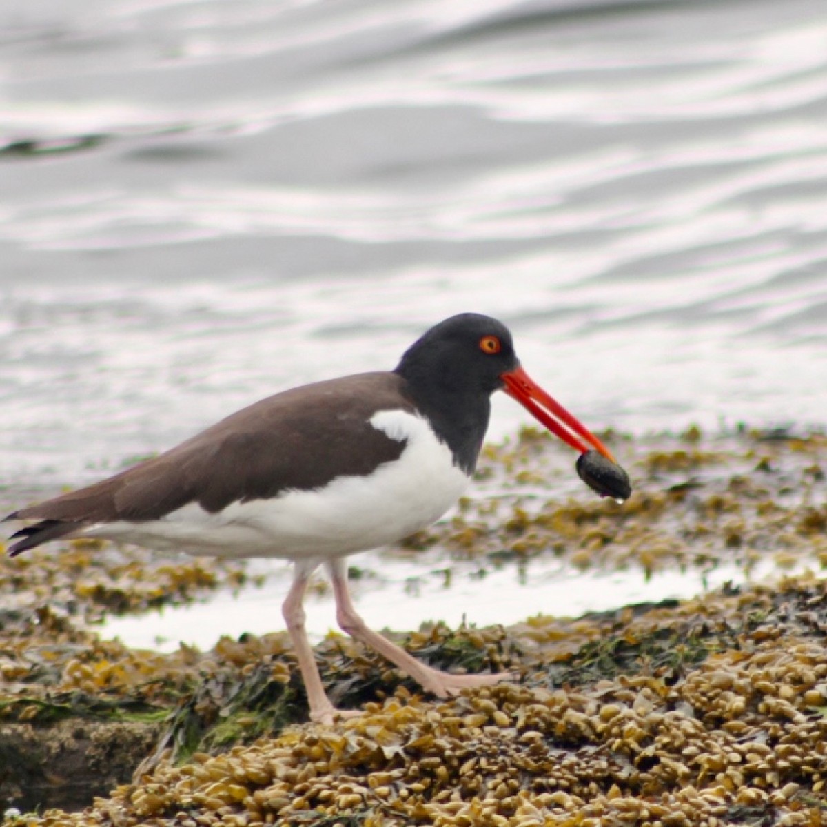 American Oystercatcher - ML321645441
